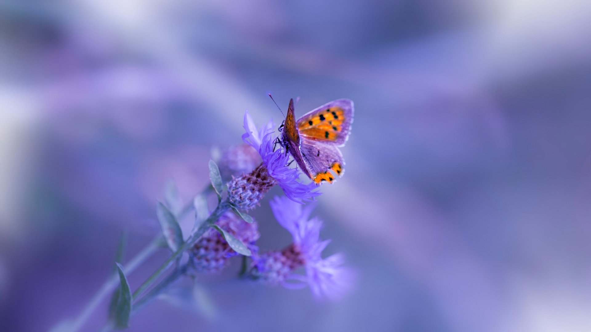 乐鱼（LEYU）体育-仰泳强国对碰 技术细节定胜负，仰泳 比赛