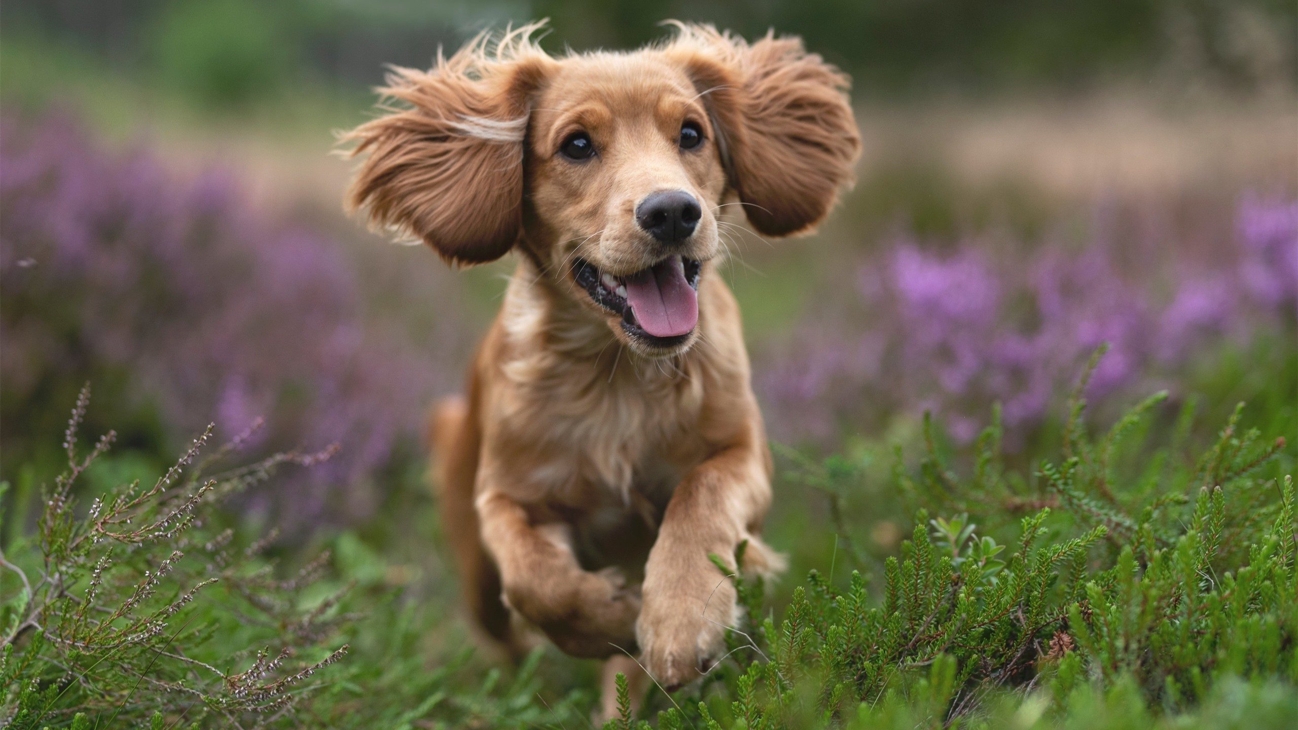 Leyu Sports (乐鱼体育)-塞维利亚主打反击战术提升破门效率,塞维利亚最强阵容