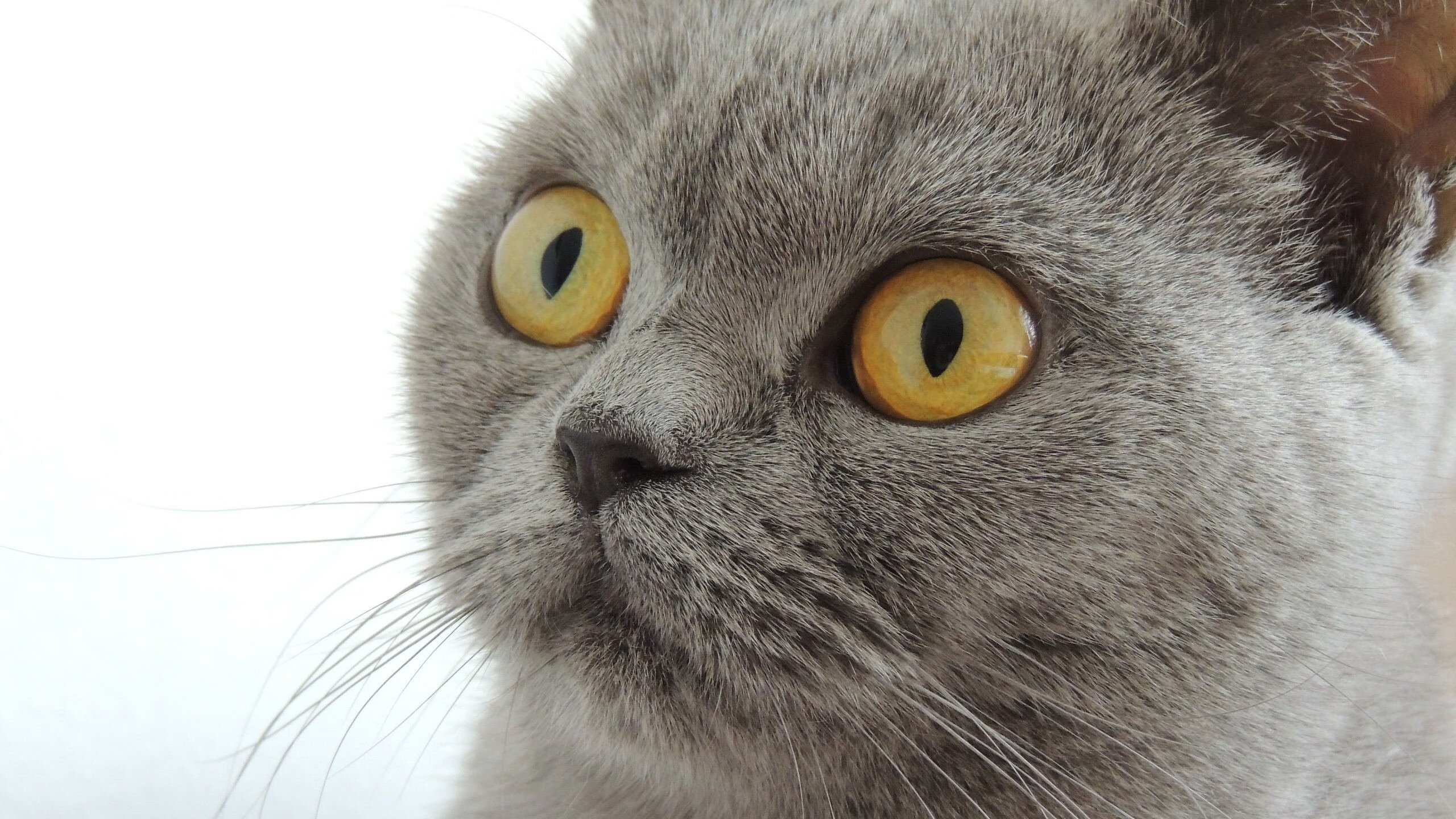 Leyu Sports (乐鱼体育)-塞维利亚主打反击战术提升破门效率,塞维利亚最强阵容