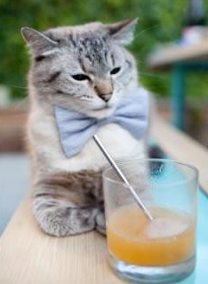 乐鱼vip-教练发展论坛聚焦后备人才梯队搭建,教练培养体系