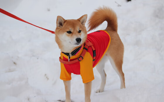 LEYU乐鱼体育官方网站-新加坡队未来展望：团体赛制如何助力球队崛起，新加坡小组赛