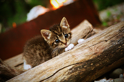 乐鱼体育App下载-美国队赛制评析:如何在赛制中发现并利用对手的弱点,美国队比赛视频