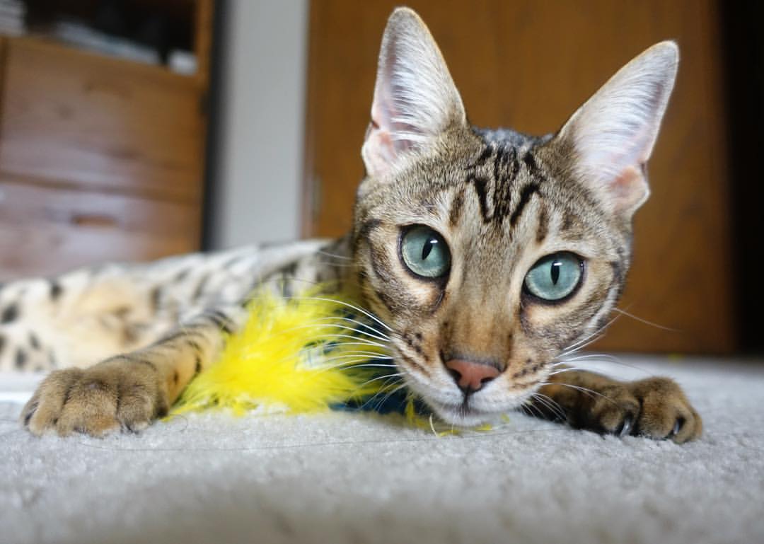 乐鱼vip-英雄联盟选手在比赛中临危不乱展现强心脏，英雄联盟选手ziv