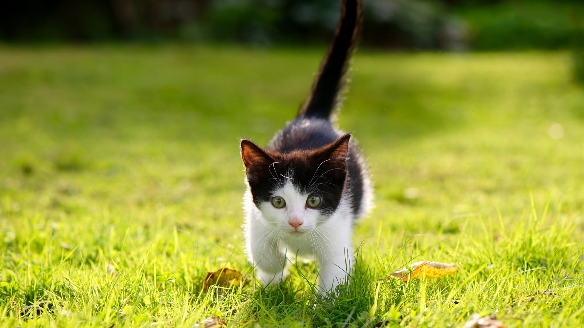 乐鱼电竞在线平台-西雅图海湾者战略调整备受关注，西雅图海湾人vs休斯敦