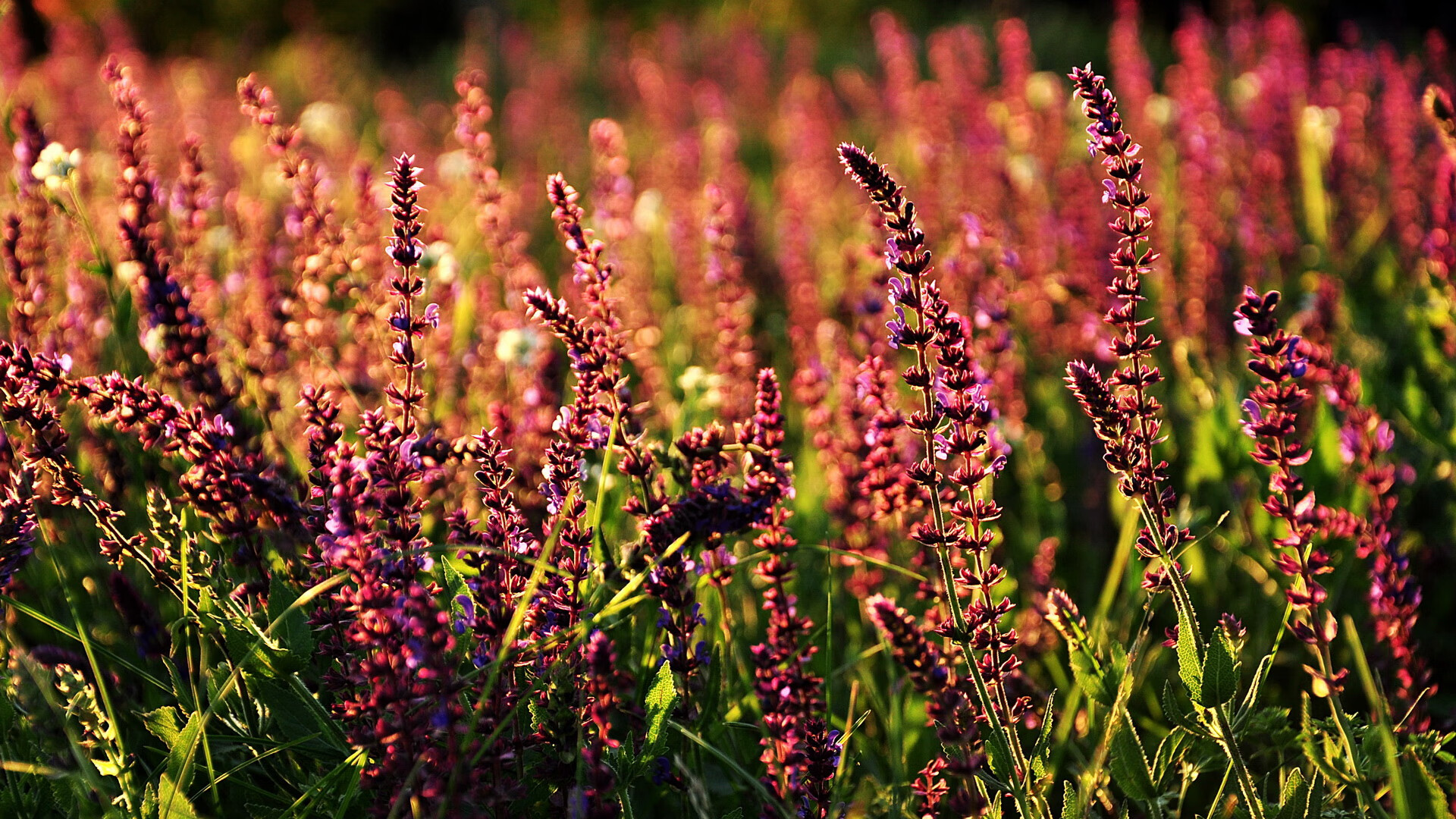 乐鱼体育平台官网-国际足球女将崭露头角,女子足球全球影响力持续扩大,女子国家足球队员