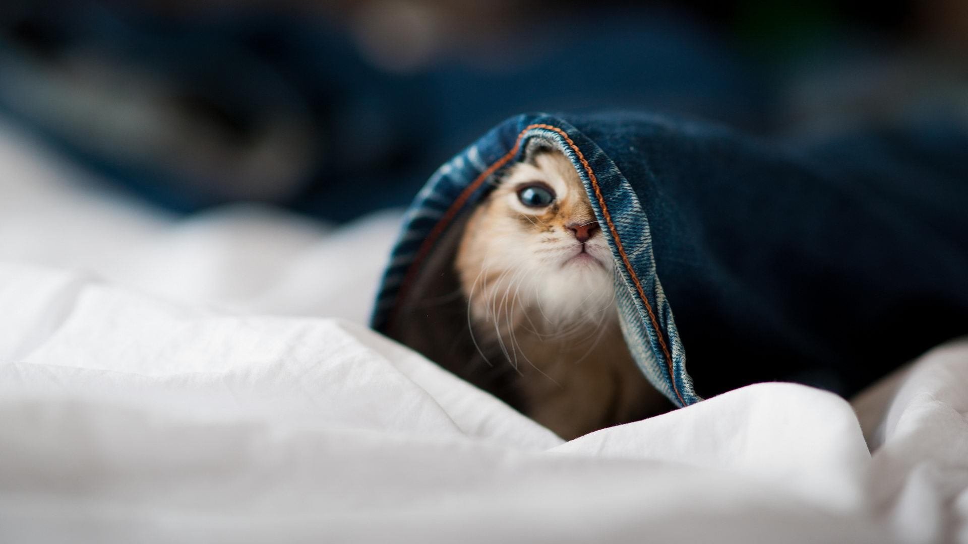 leyu乐鱼-巴黎圣日耳曼稳步领先,法甲霸主未来可期