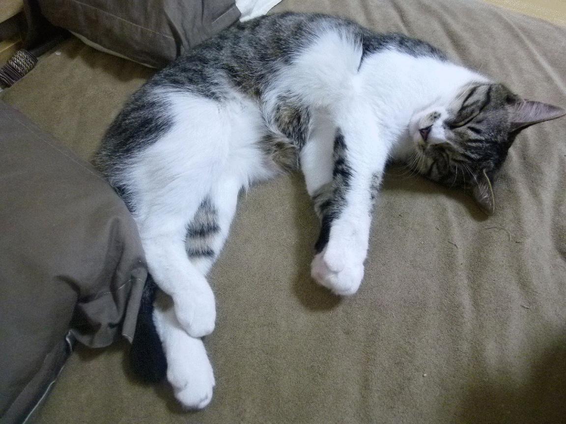 leyu乐鱼-巴黎圣日耳曼稳步领先,法甲霸主未来可期