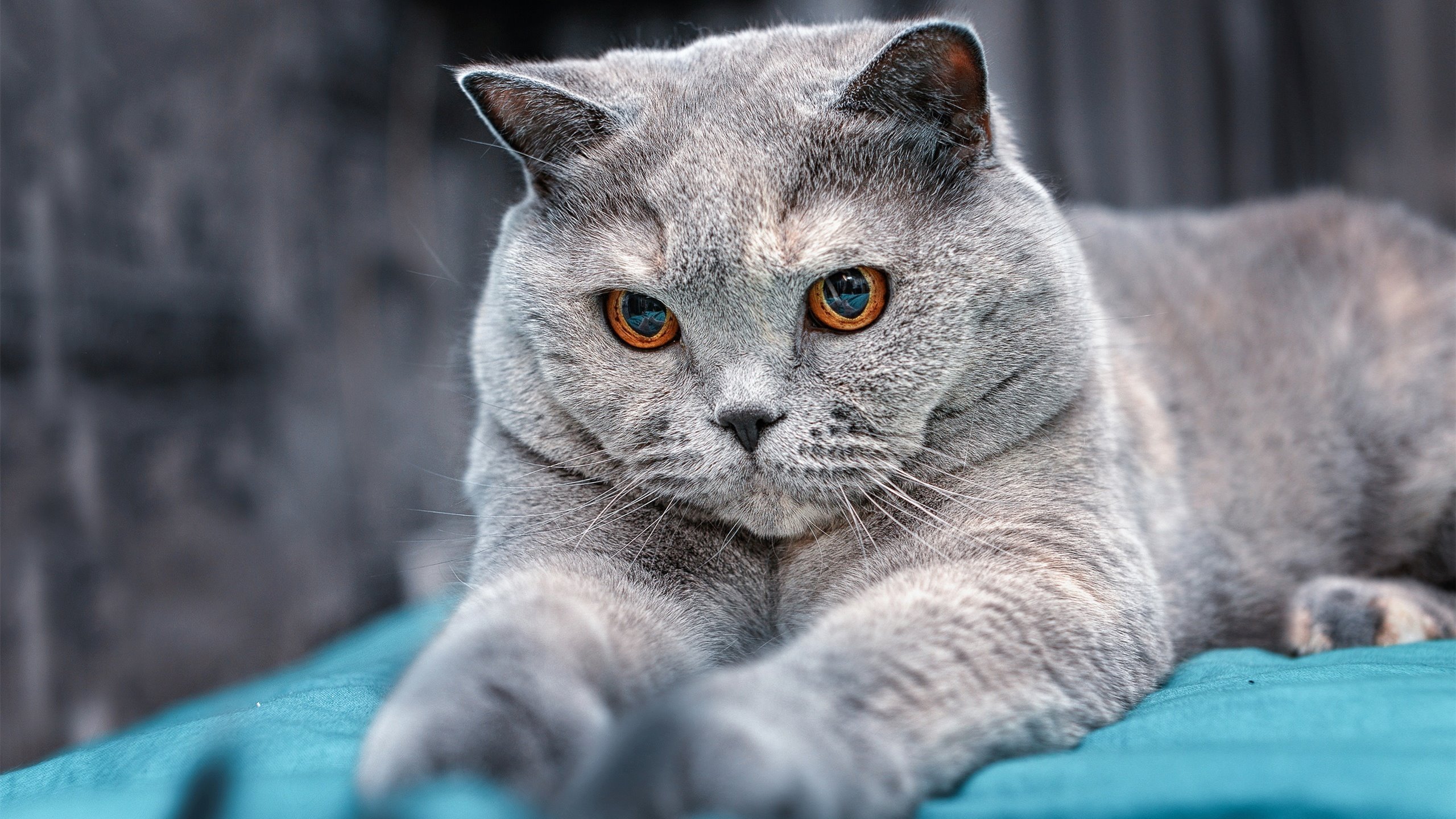 LEYU乐鱼体育官方网站-德甲火爆大战:攻防转换,激烈非常!,德甲收官战