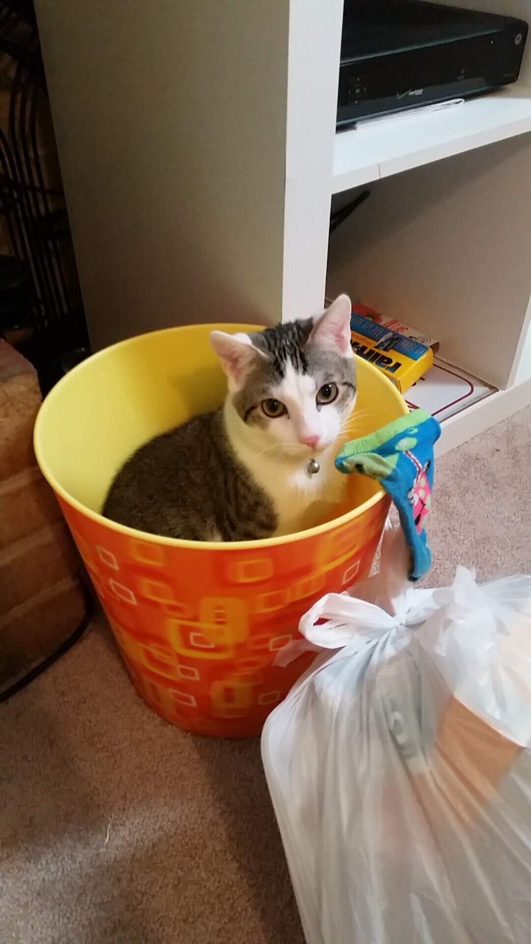 乐鱼娱乐app-极限滑板运动比赛现场报道,极限滑板比赛视频